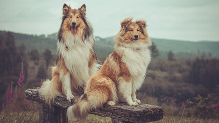 2 rough Collies Langhaar sable schottisch outdoor im Sommer sitzend auf einer Bank Var. 1