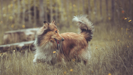 Portrait rough Collie Langhaar sable schottisch adult outdoor im Sommer Garten rennen Var. 5