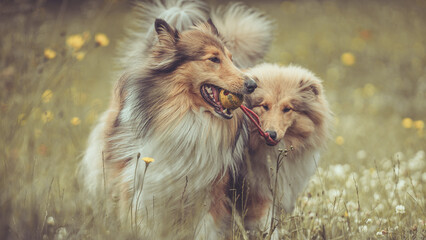 Portrait 2 rough Collies Langhaar sable schottisch outdoor im Sommer miteinander spielend Var. 6