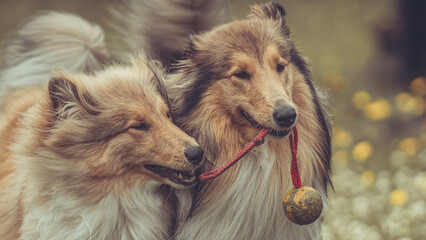 Portrait 2 rough Collies Langhaar sable schottisch outdoor im Sommer miteinander spielend Var. 5