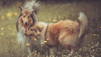 2 rough Collies Langhaar sable schottisch outdoor im Sommer miteinander spielend Var. 4