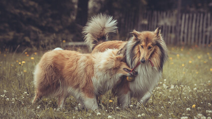 2 rough Collies Langhaar sable schottisch outdoor im Sommer miteinander spielend Var. 3