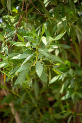 Fototapeta premium close up of a green leaves