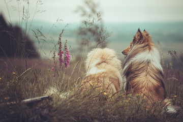 2 sich liebende rough Collies Langhaar sable schottisch Rückansicht outdoor im Sommer sitzen...