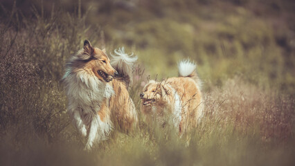 2 rough Collies Langhaar sable schottisch outdoor im Sommer miteinander spielend Var. 1