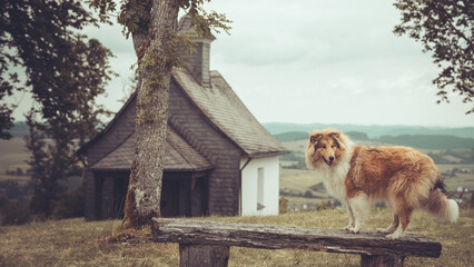 1 rough Collies Langhaar sable schottisch outdoor im Sommer steht auf einer Bank Var. 1