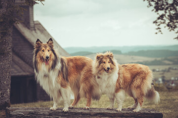 2 rough Collies Langhaar sable schottisch outdoor im Sommer stehen auf einer Bank Var. 1