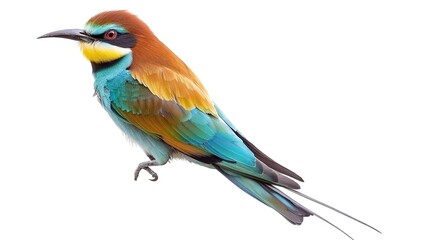 Fototapeta premium Beautiful Bird Design Isolated on a White Background, Featuring Elegant and Detailed Artwork that Highlights the Bird's Unique Characteristics and Aesthetic Appeal