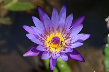 purple lotus flower