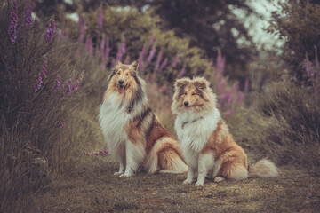 2 rough Collies Langhaar sable schottisch outdoor im Sommer sitzen Var. 1