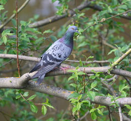 A pigeon is sitting on a tree branch among the green foliage