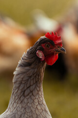 Chicken