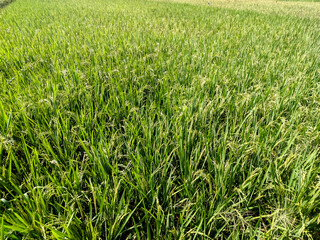 A vast expanse of green rice fields stretches out under the clear blue sky, creating a breathtaking tapestry of nature's abundance.