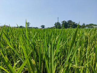 A mesmerizing close-up of a lush green rice field captures the essence of nature’s tranquility.