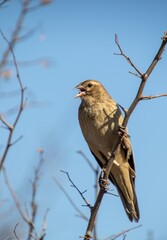 Long-tailed widowbird perched on top of a bush with its bill wide open in a yawn