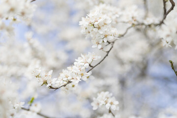 Blühender Pflaumenbaum