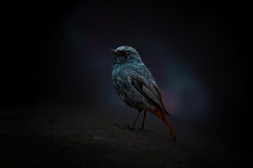 dark theme portrait of a bird against dark background