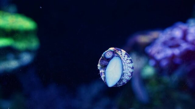 zebra turbo snail eat green filamentous algae, surface cleaner move creeping foot on front glass, nano reef marine ecosystem, actinic LED light, exotic captive gastropod mollusc for beginner care