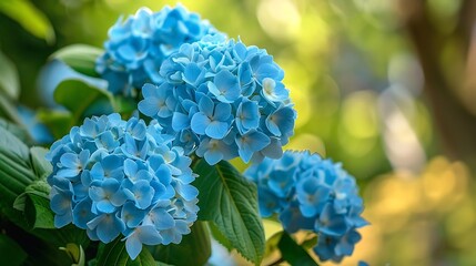 blue hydrangea flower