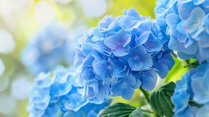 blue hydrangea flower