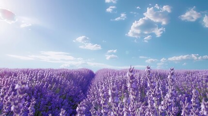 lavender field in region