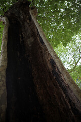 Empty plane tree trunk - Labeaume village - Village de France - Ardeche - France