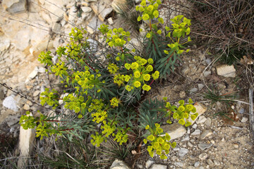 Euphorbia plant in natural habitat - Ardeche - France