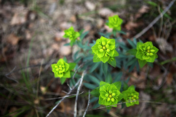 Euphorbia plant in natural habitat - Ardeche - France