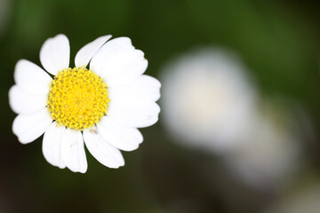 Inflorescence of achillea - Asteracea © Collpicto