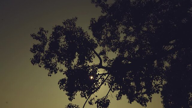Palm tree silhouette against a tropical sunset on a paradise palm beach