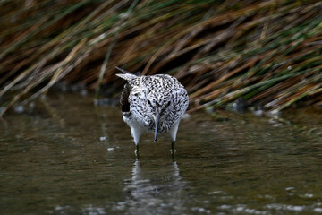 Common greenshank // Grünschenkel  (Tringa nebularia)