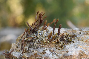 Beautiful lichen/moss close-up (macro) 