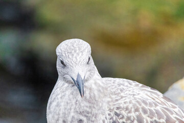 Sea bird with a black beak