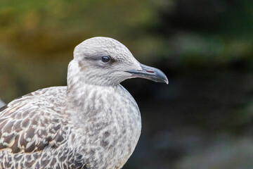 Sea bird with a black beak