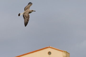 A seagull flies in the sky