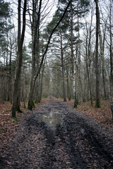 Obraz premium Forest trail near Raizeux - Yvelines - France
