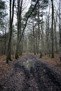 Forest trail near Raizeux - Yvelines - France
