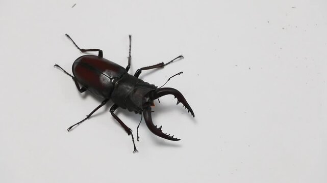 ノコギリクワガタ