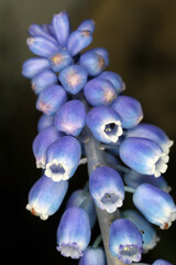Grape Hyacinth - Muscari neglectum - Muscari atlanticum
