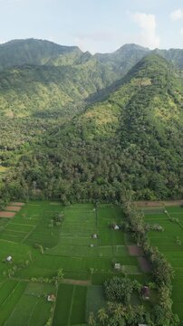 The mountain landscape on the background of palm trees and corn field, Agung volcano Indonesia