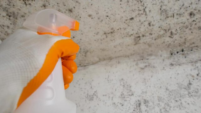 A disinfectant's hand in a glove holds a sprayer and sprays a chemical solution on the walls while removing mold in a room. Fighting fungal growths inside the house on the walls. Disinfection