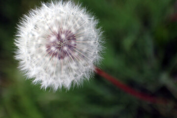 Taraxacum officinale - common dandelion - round balls of silver tufted fruits - blowballs - clocks © Collpicto