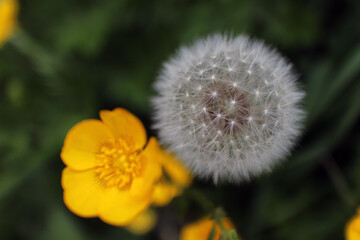 Taraxacum officinale - common dandelion - round balls of silver tufted fruits - blowballs - clocks - Asteracea - with meadow buttercup - Ranunculus acris