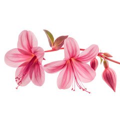 Naklejka premium orange ,pink fuchsia on transparent background .