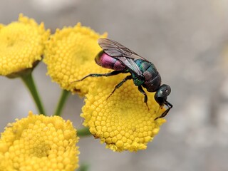 A colored bee sits on a flower, an insect in an industrial area