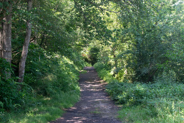 Fototapeta premium Camino atravesando un bosque frondoso en primavera