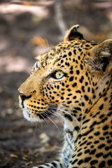 leopard, Panthera pardus has pale yellowish to dark golden fur with dark spots grouped in rosettes and is found throughout Africa