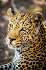 leopard, Panthera pardus has pale yellowish to dark golden fur with dark spots grouped in rosettes and is found throughout Africa