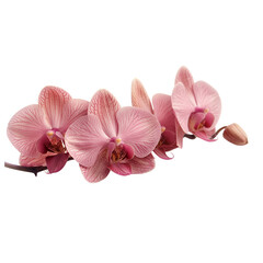 Obraz premium Pink orchid on transparent background. 