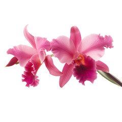 Obraz premium Pink Cattleya Orchid ,purple, yellow ,orange on transparent background. 